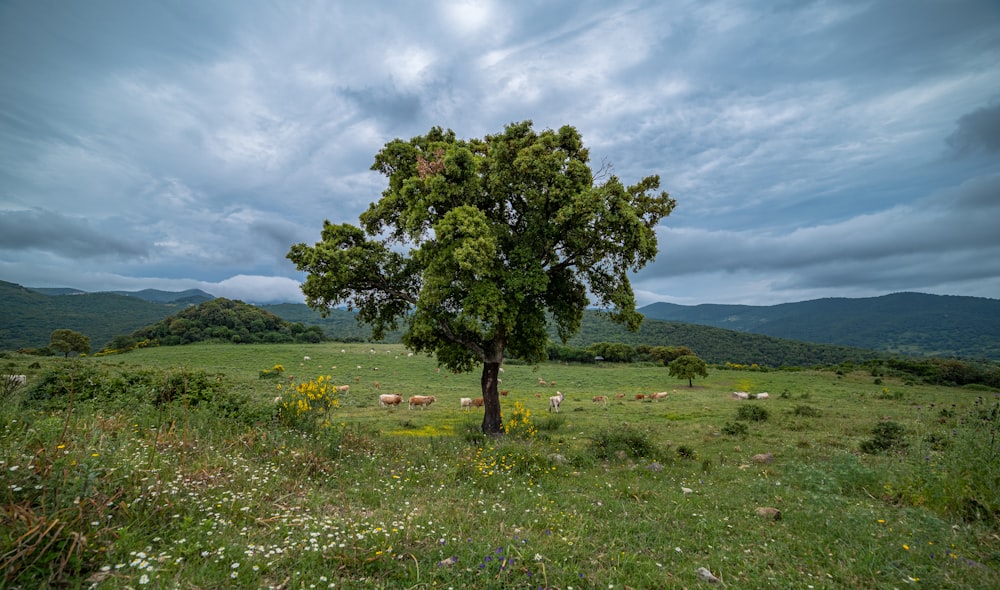 green tree on green grass field under white clouds during daytime