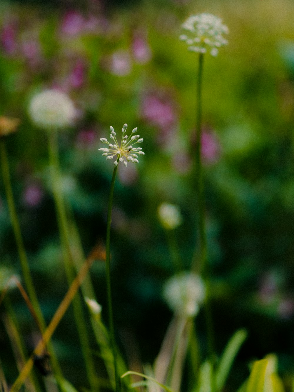 white and pink flower in tilt shift lens