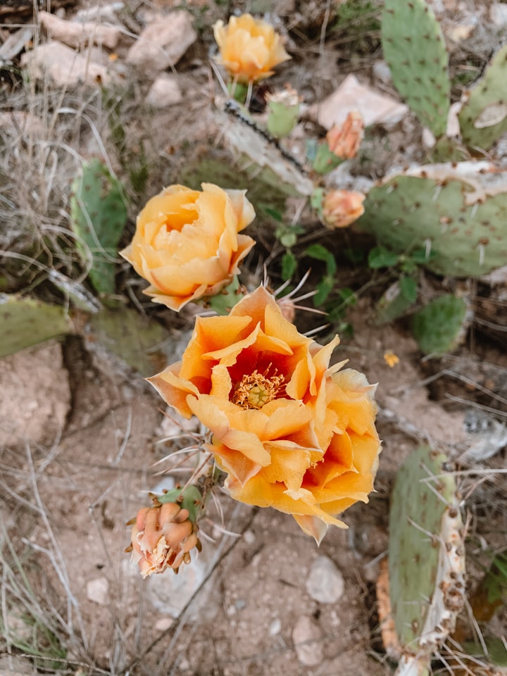 Desert Bloom