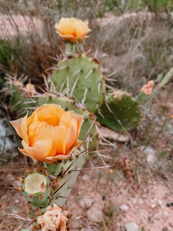A close-up of a prickly pear cactus with vibrant yellow-orange blooms. The cactus pads are covered in spines, set against a backdrop of dry, rocky terrain and blurred vegetation.