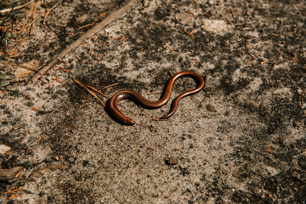 brown snake on gray and black ground
