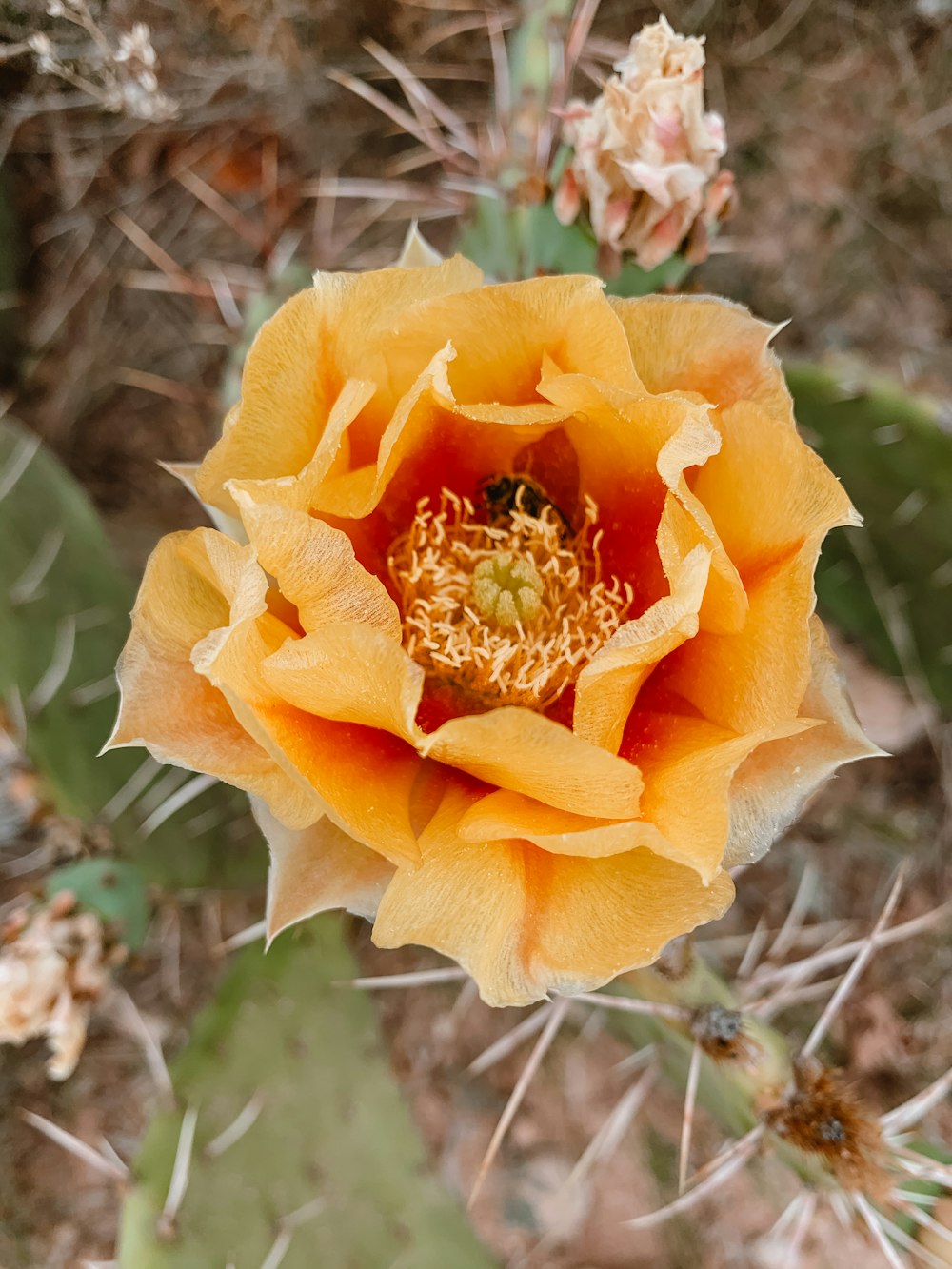 orange flower in macro shot