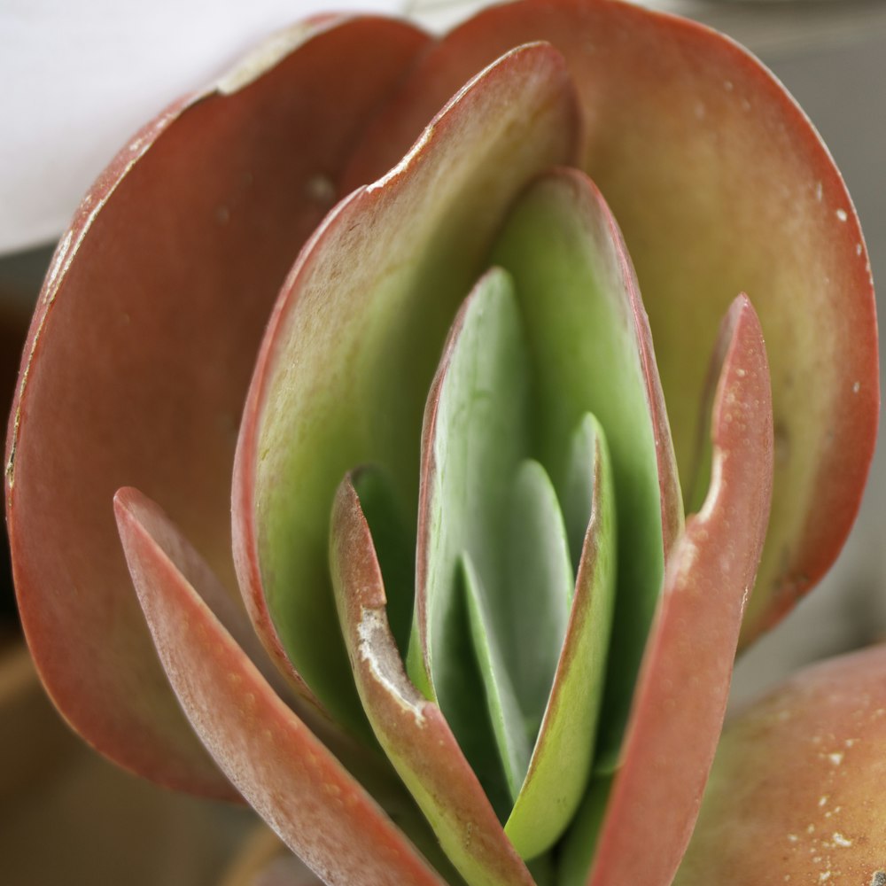 red and green plant in red pot