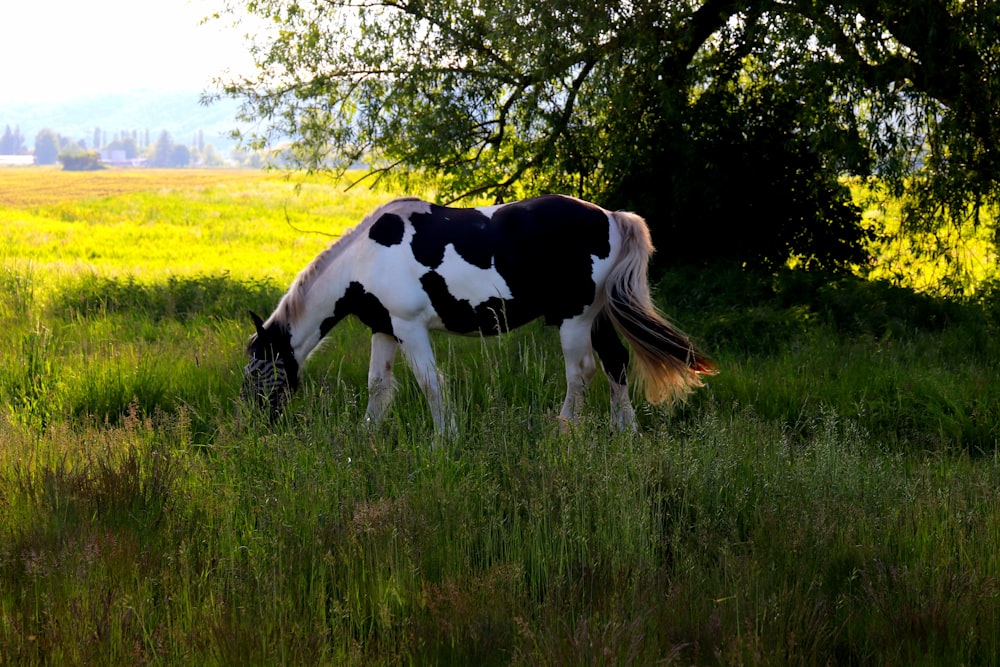 black and white cow on green grass field during daytime