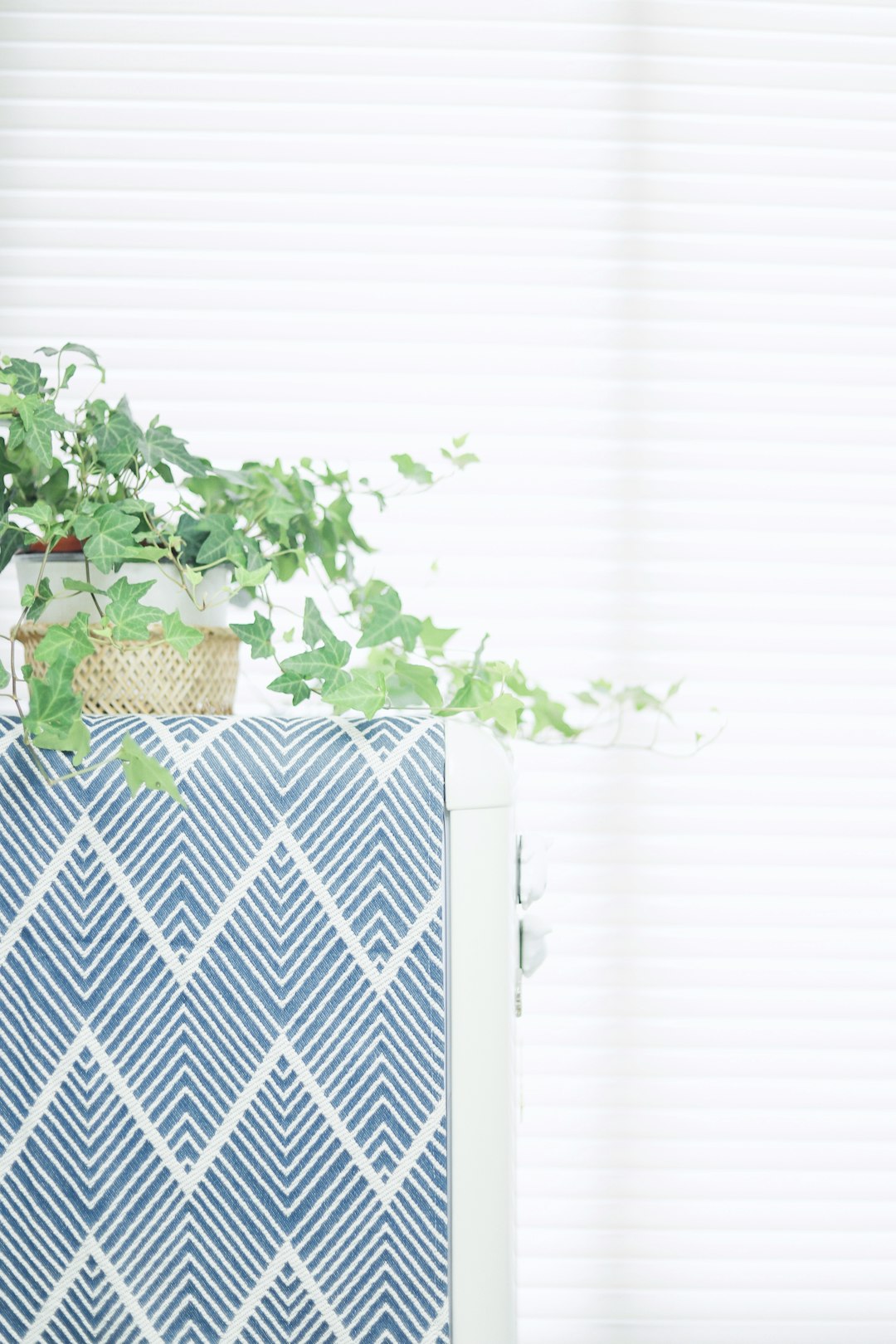 green plant on white and blue floral sofa