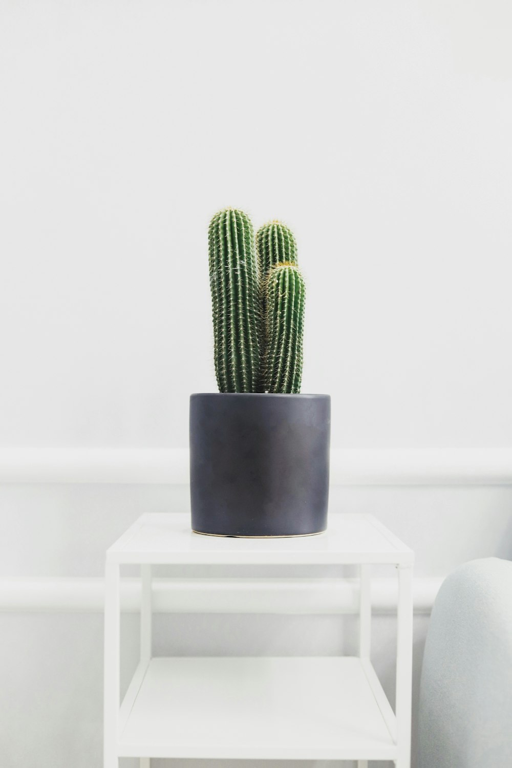 green cactus plant on blue pot