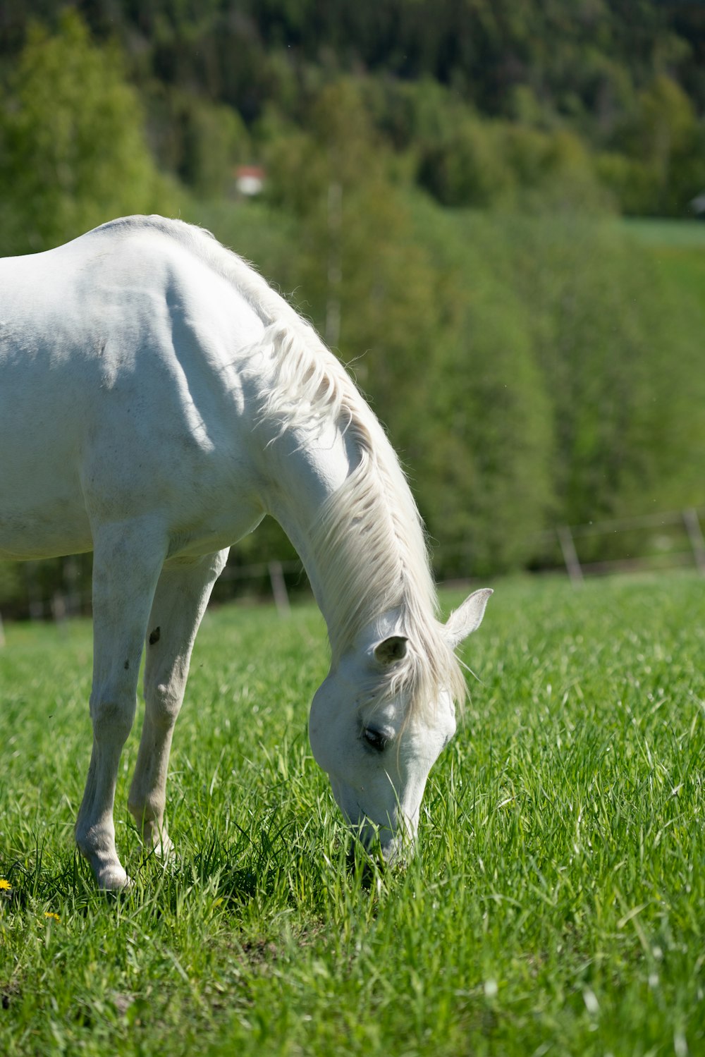 white horse on green grass field during daytime