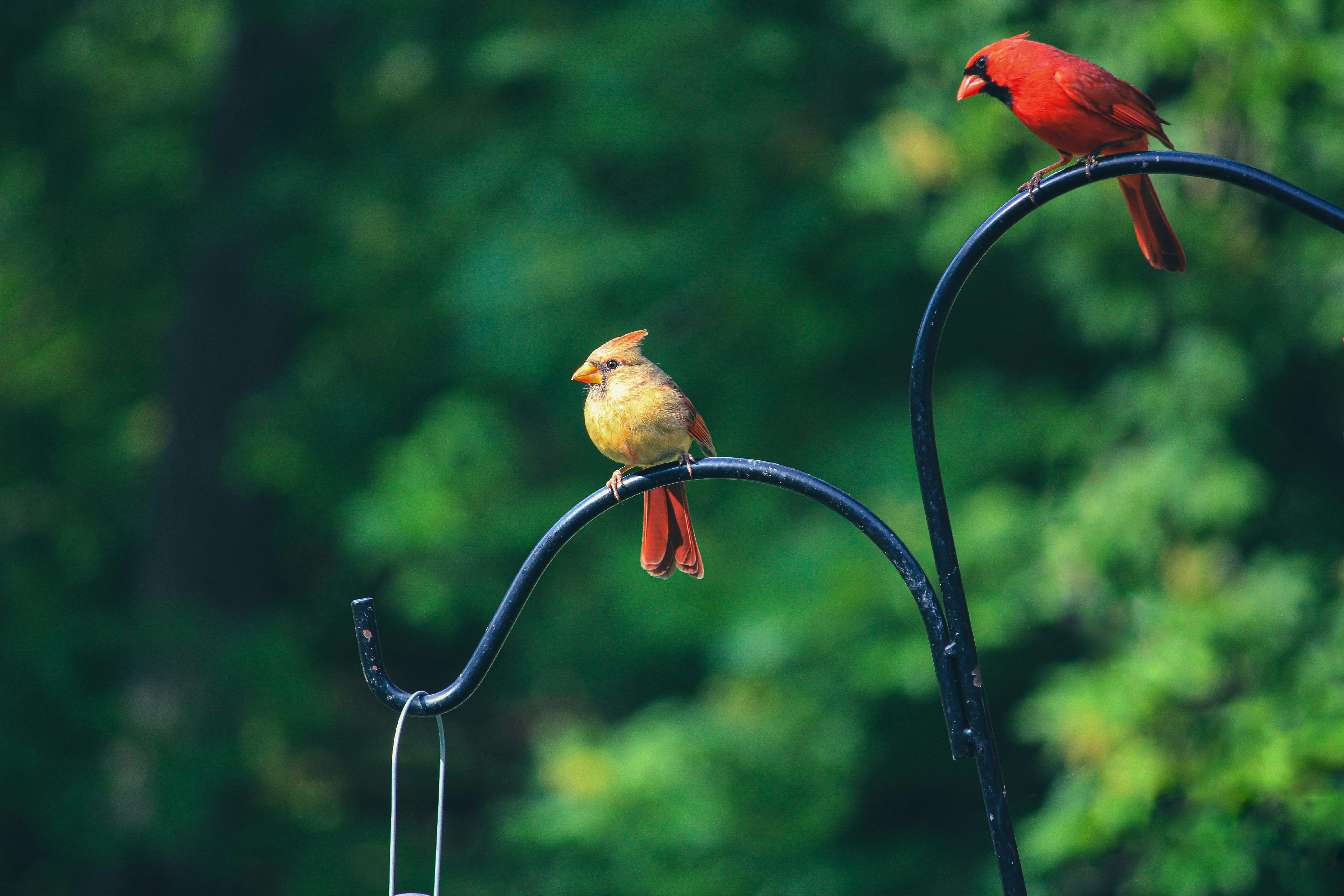 50 North, Senior Activity Event: Birds