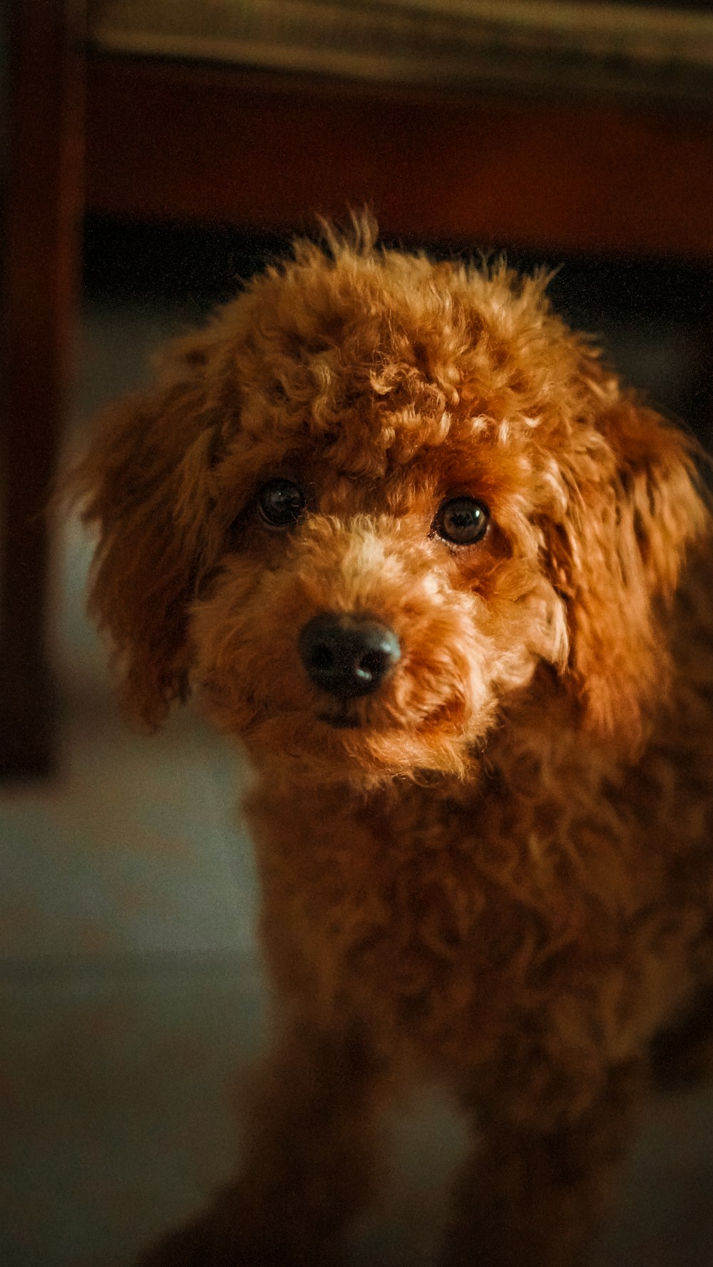 brown toy poodle on white textile