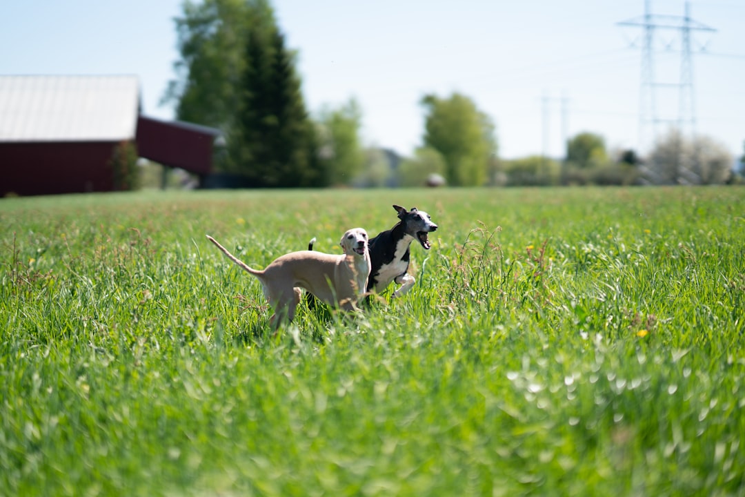 black and white short coated dog on green grass field during daytime