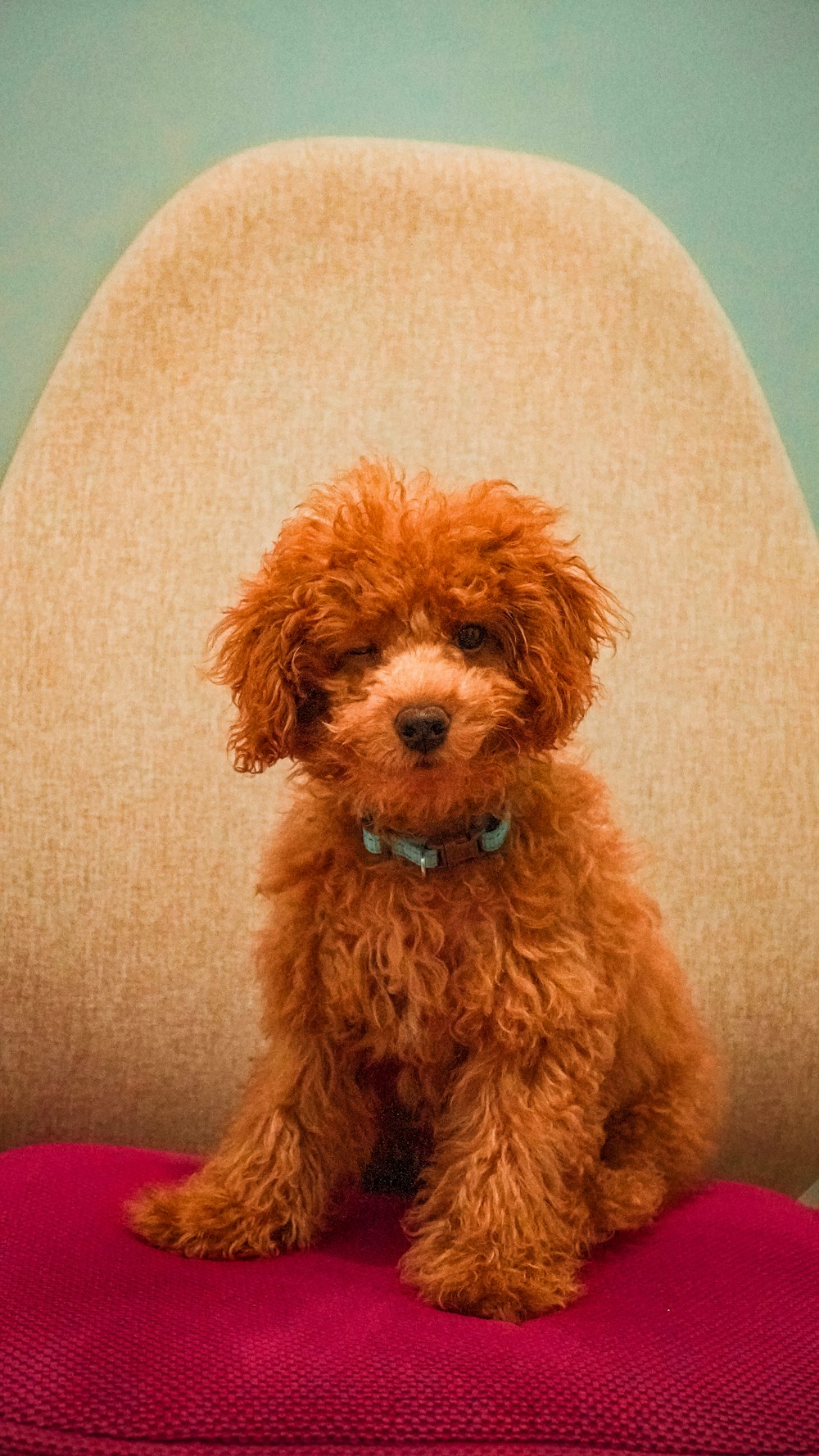 brown toy poodle on white textile