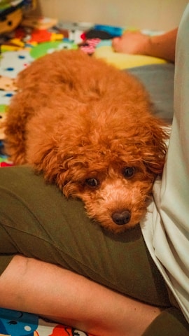A sheepadoodle gently resting its head on a child's lap during a quiet moment.