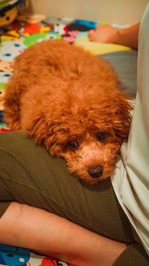 A gentle dog resting contentedly in the lap of a caring volunteer at Pine Mountain shelter.