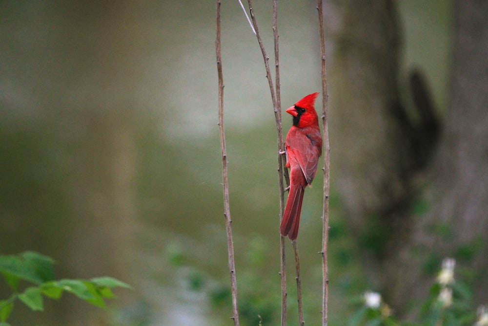 갈색 나뭇가지에 앉은 붉은 추기경 새