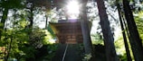 A serene forest scene featuring an ancient wooden shrine-like structure with sunlight streaming through the trees. Tall, lush trees surround the building, and an old stone staircase leads up to it, creating a peaceful and contemplative atmosphere.
