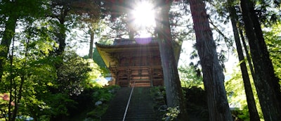 A serene forest scene featuring an ancient wooden shrine-like structure with sunlight streaming through the trees. Tall, lush trees surround the building, and an old stone staircase leads up to it, creating a peaceful and contemplative atmosphere.