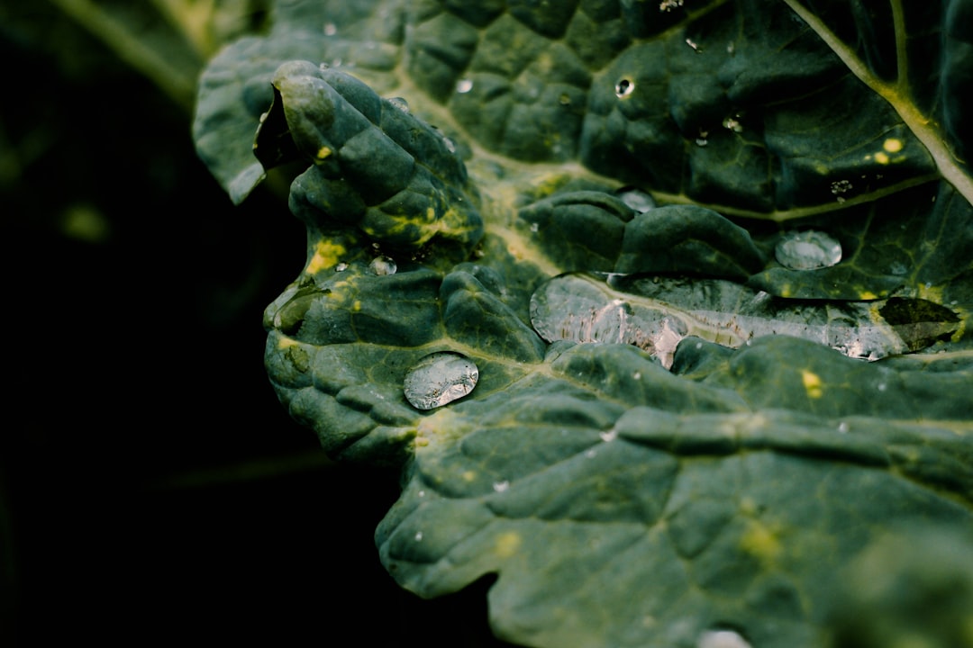 water droplets on green leaf