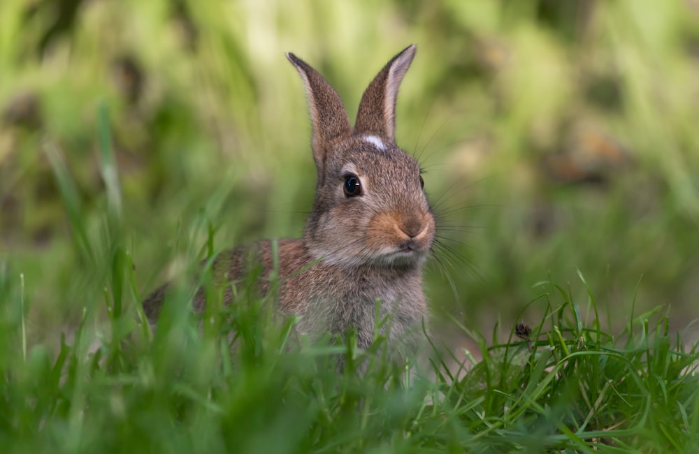 brown rabbit on green grass during daytime