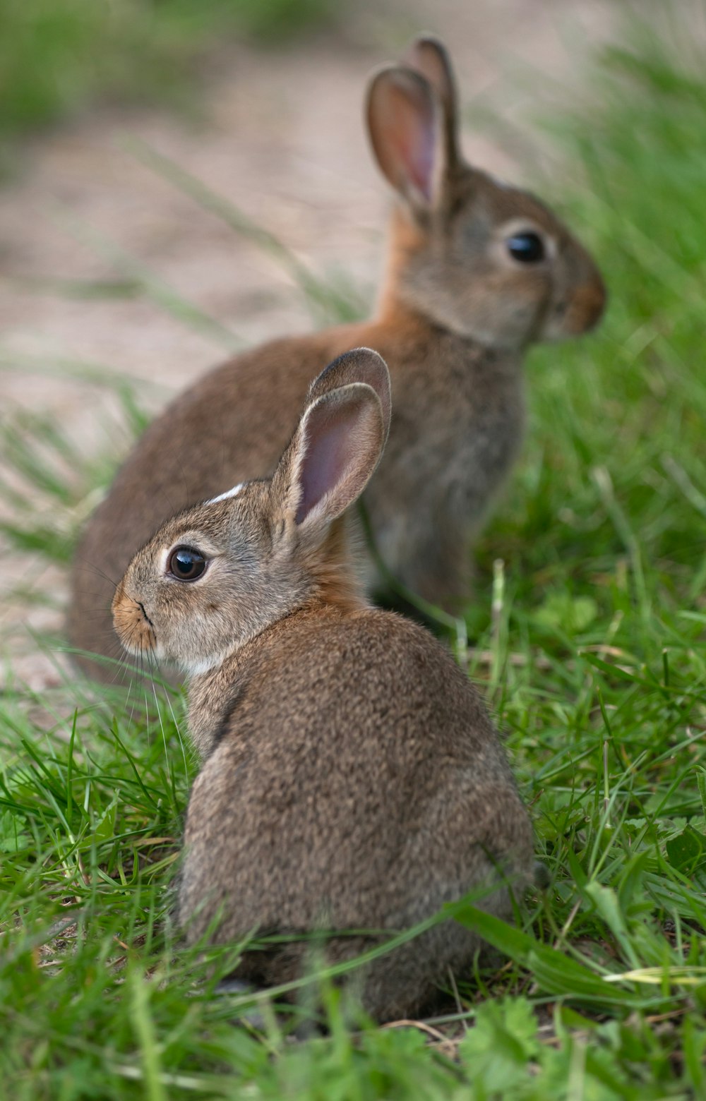 brown rabbit on green grass during daytime