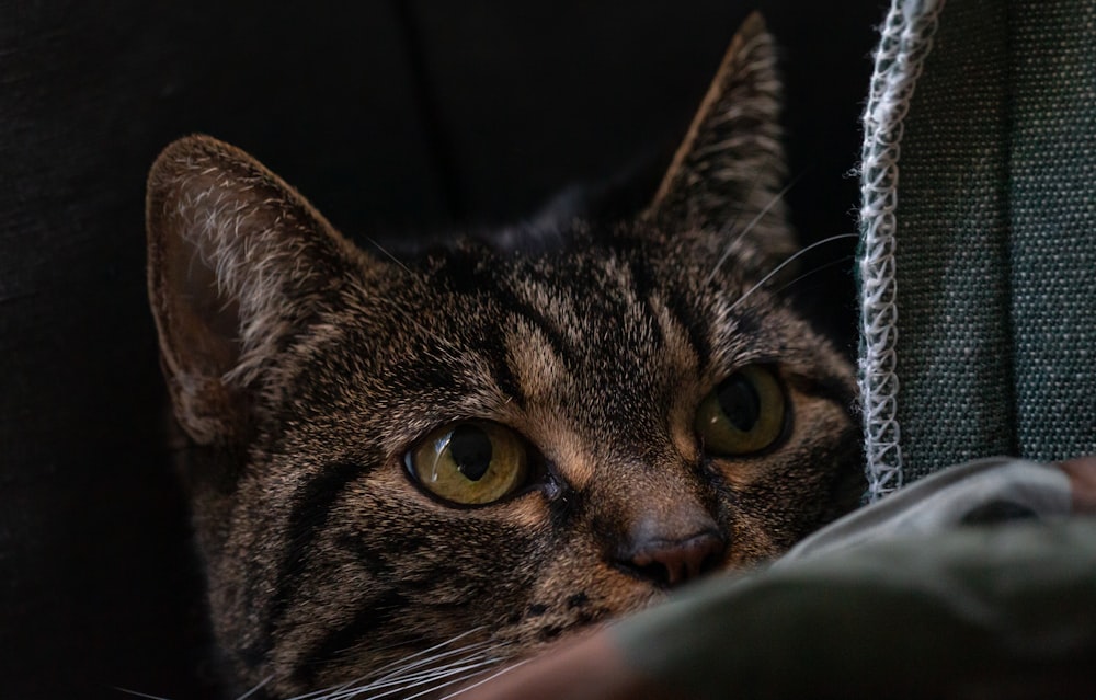 brown tabby cat on black textile