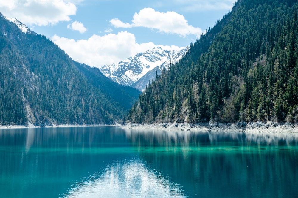 green trees near lake under blue sky during daytime