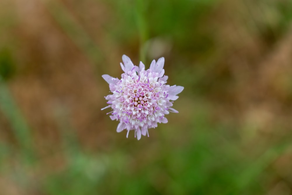 pink and white flower in tilt shift lens