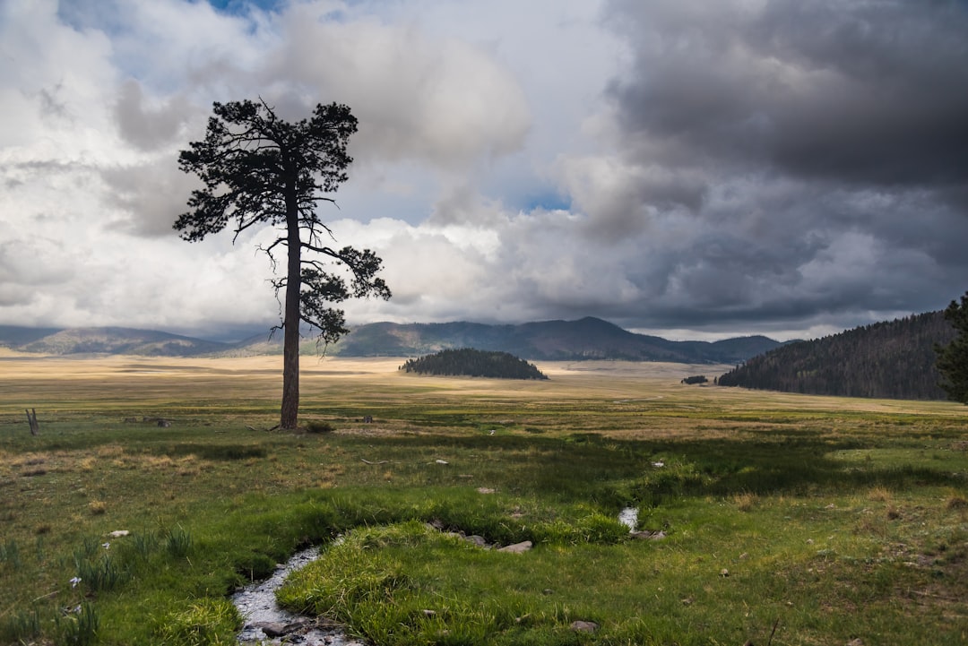 green grass field with trees and mountains in distance