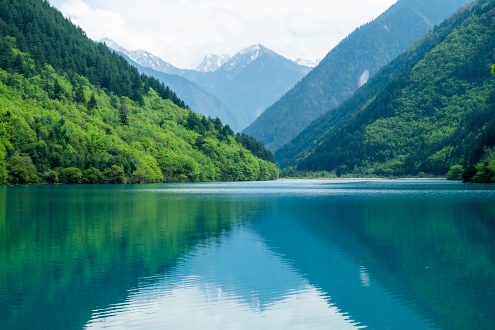 green trees near lake during daytime