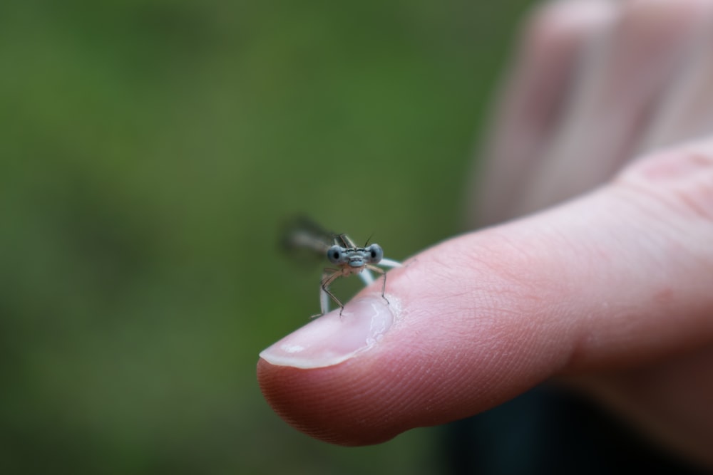 brown and black dragonfly on human finger in close up photography during daytime