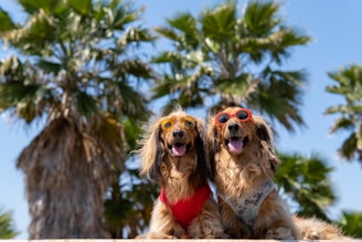 dogAdvisor | dog Advisor | dogadvisor.dog | dog Advisor