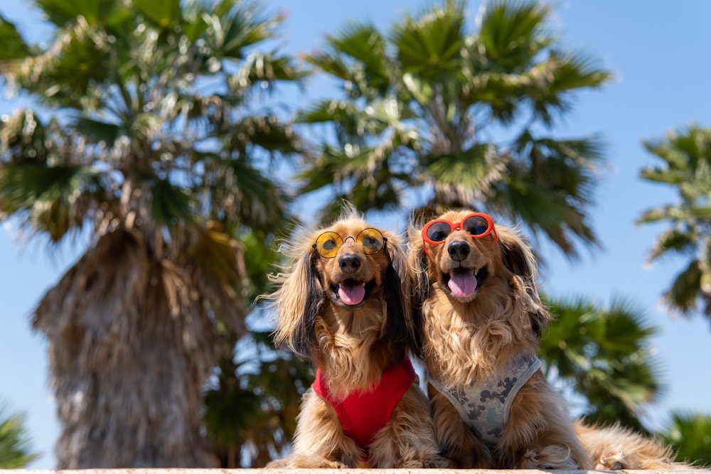 brown and white long coated dog wearing sunglasses