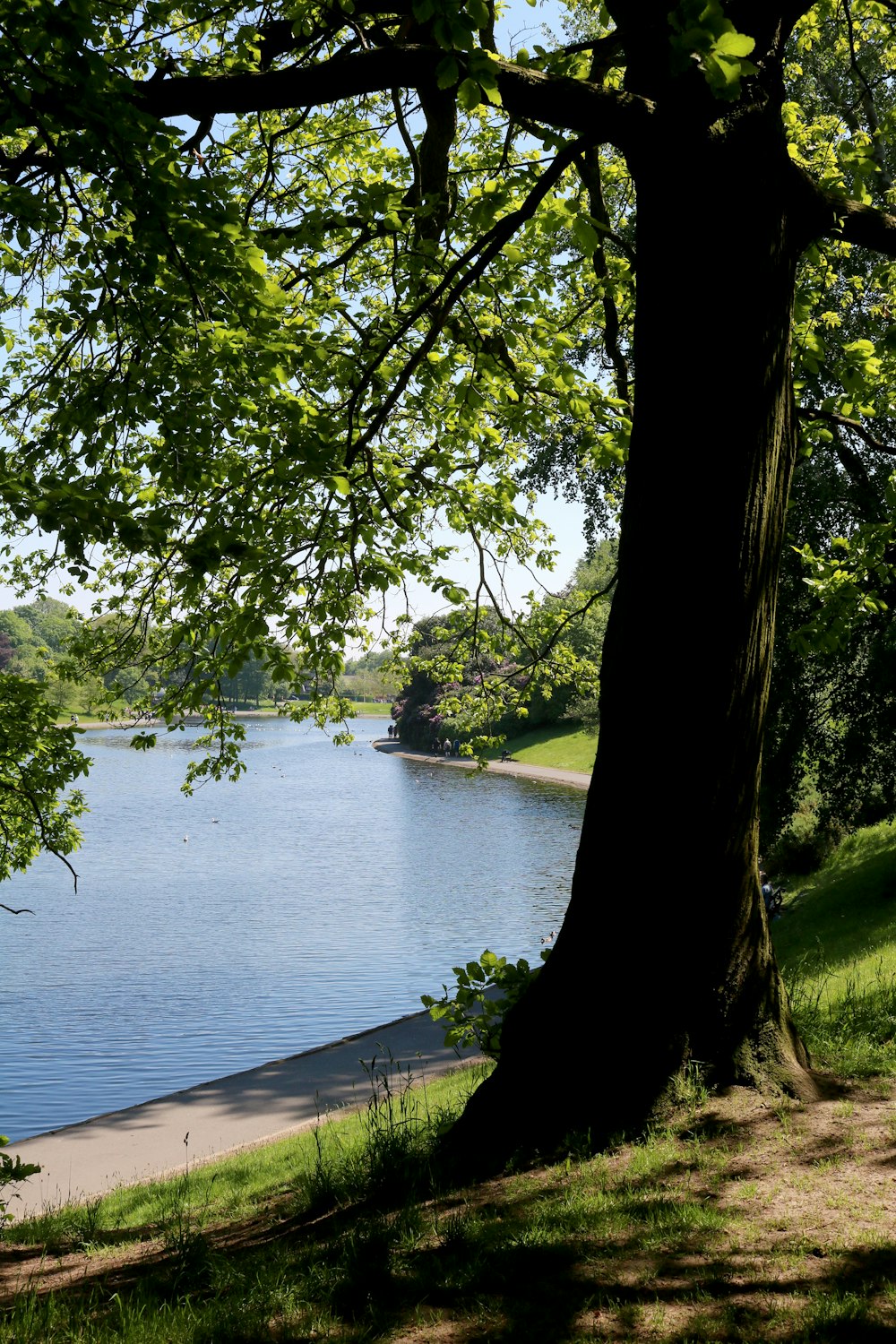 green trees beside body of water during daytime