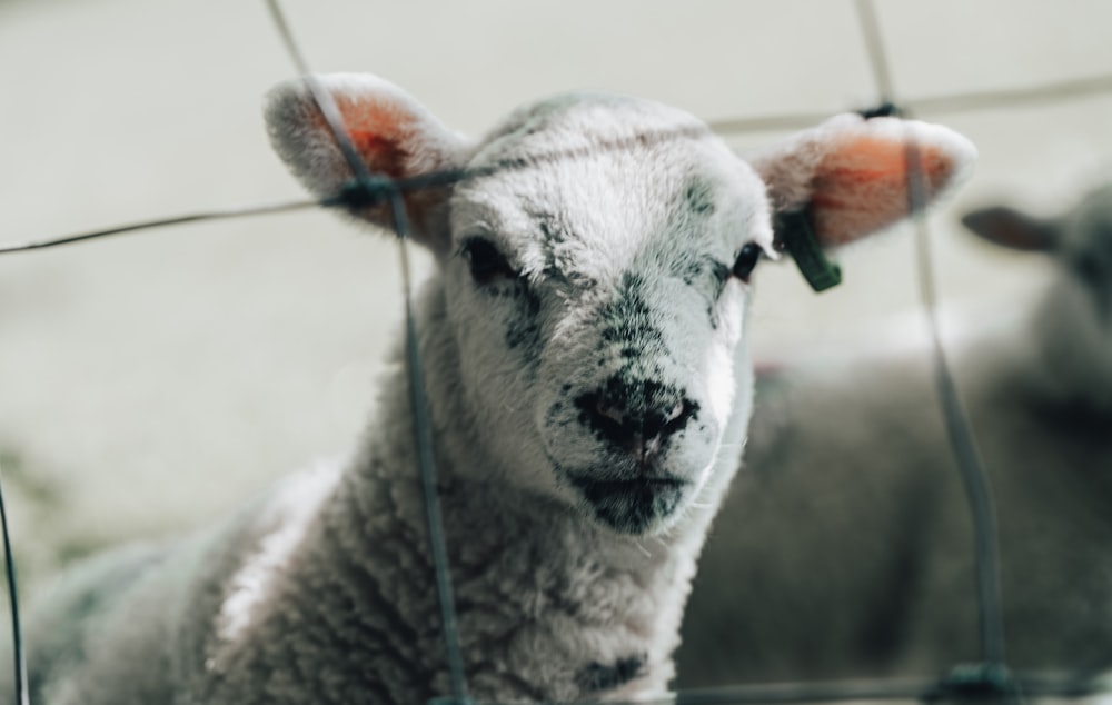white sheep in close up photography