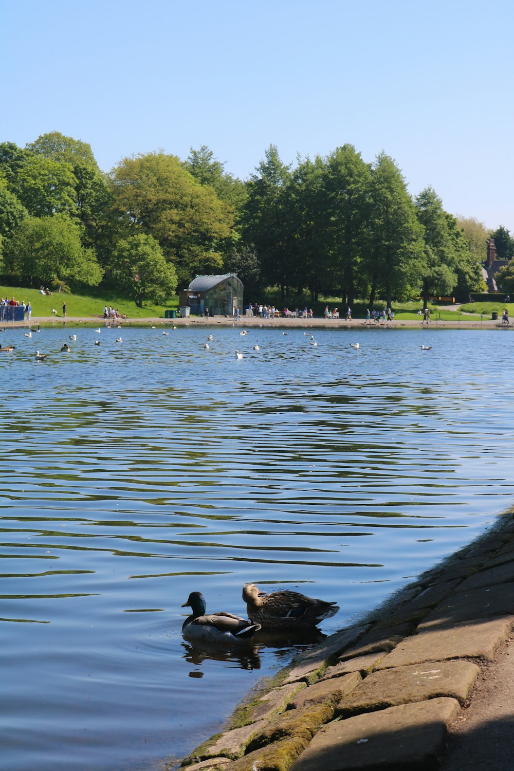 flock of duck on water during daytime