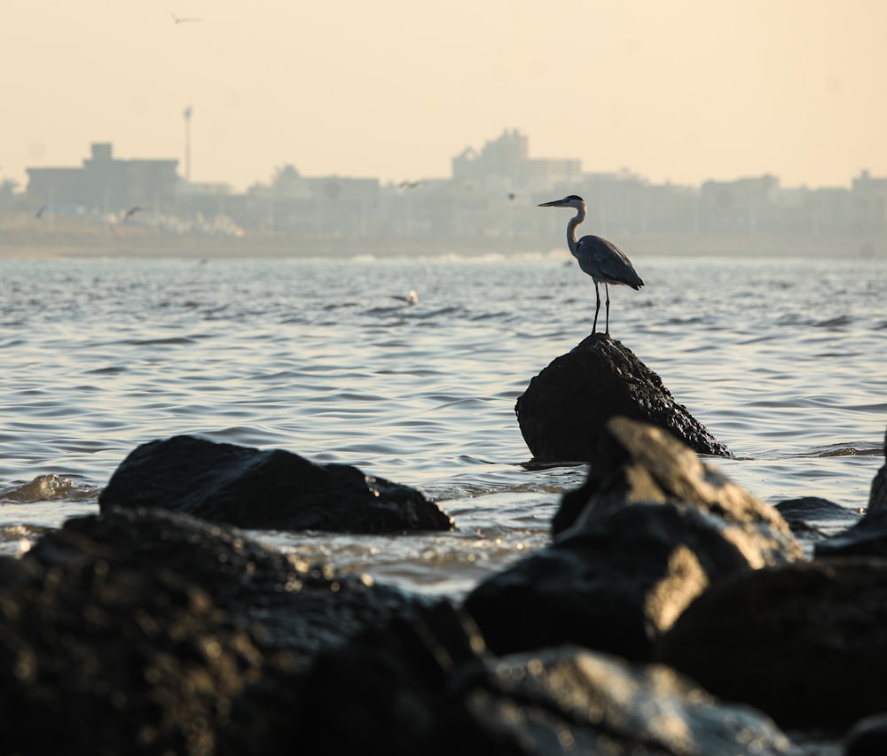 uccello bianco e nero che si leva in piedi sulla roccia vicino allo specchio d'acqua durante il giorno