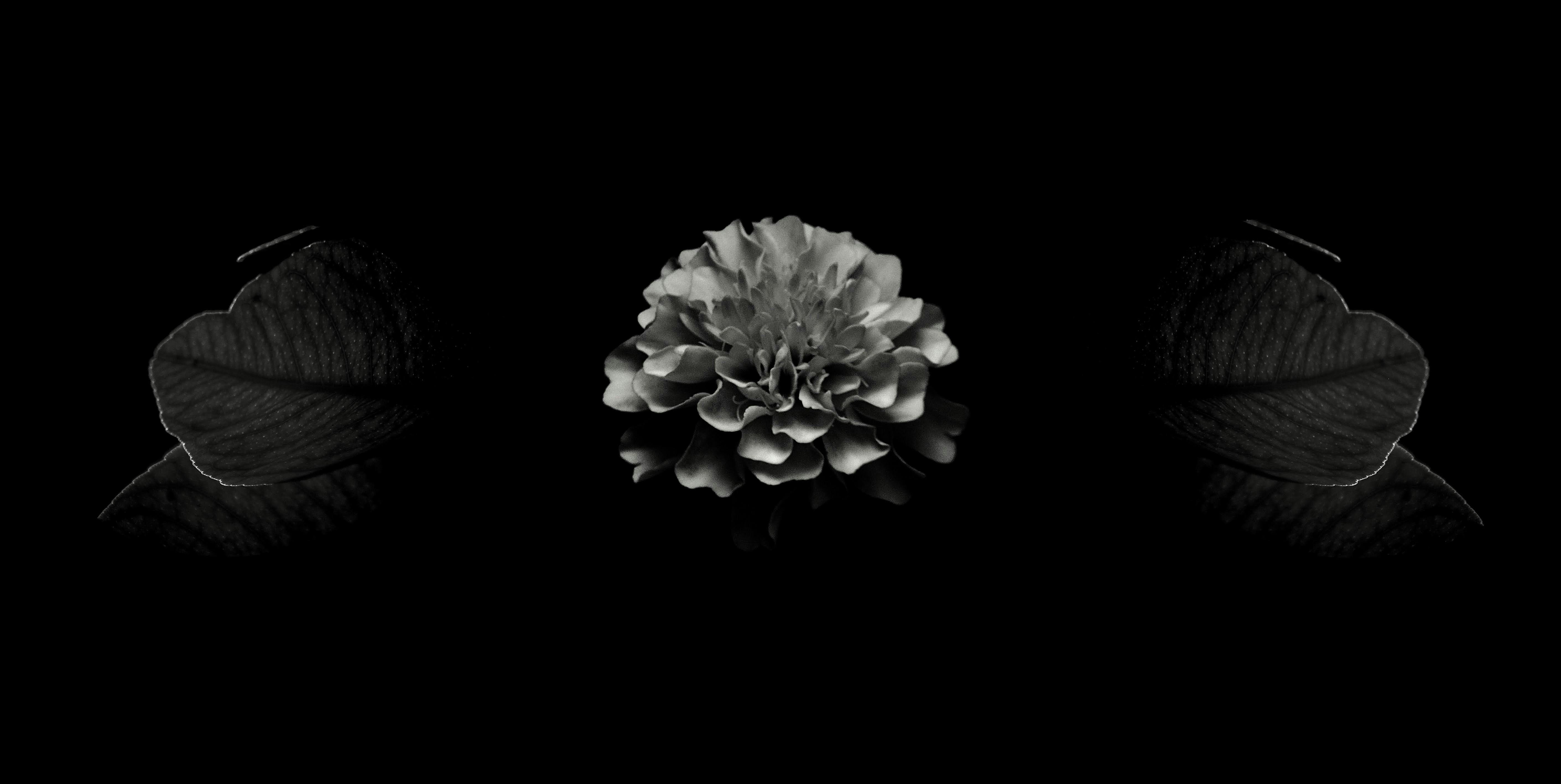 white flower in black background photo – Free Flower Image on Unsplash
