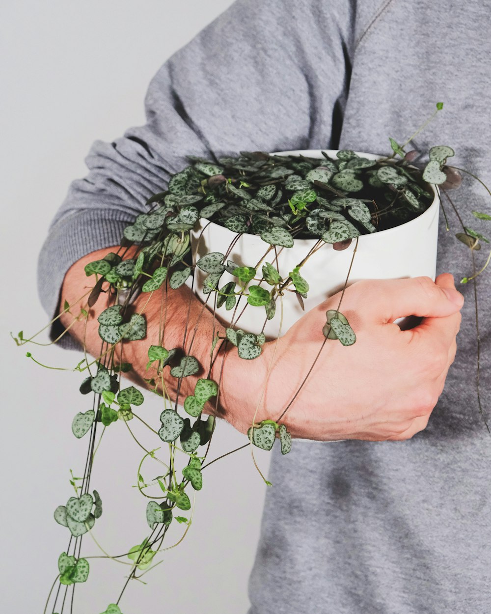 person holding green plant on gray pot