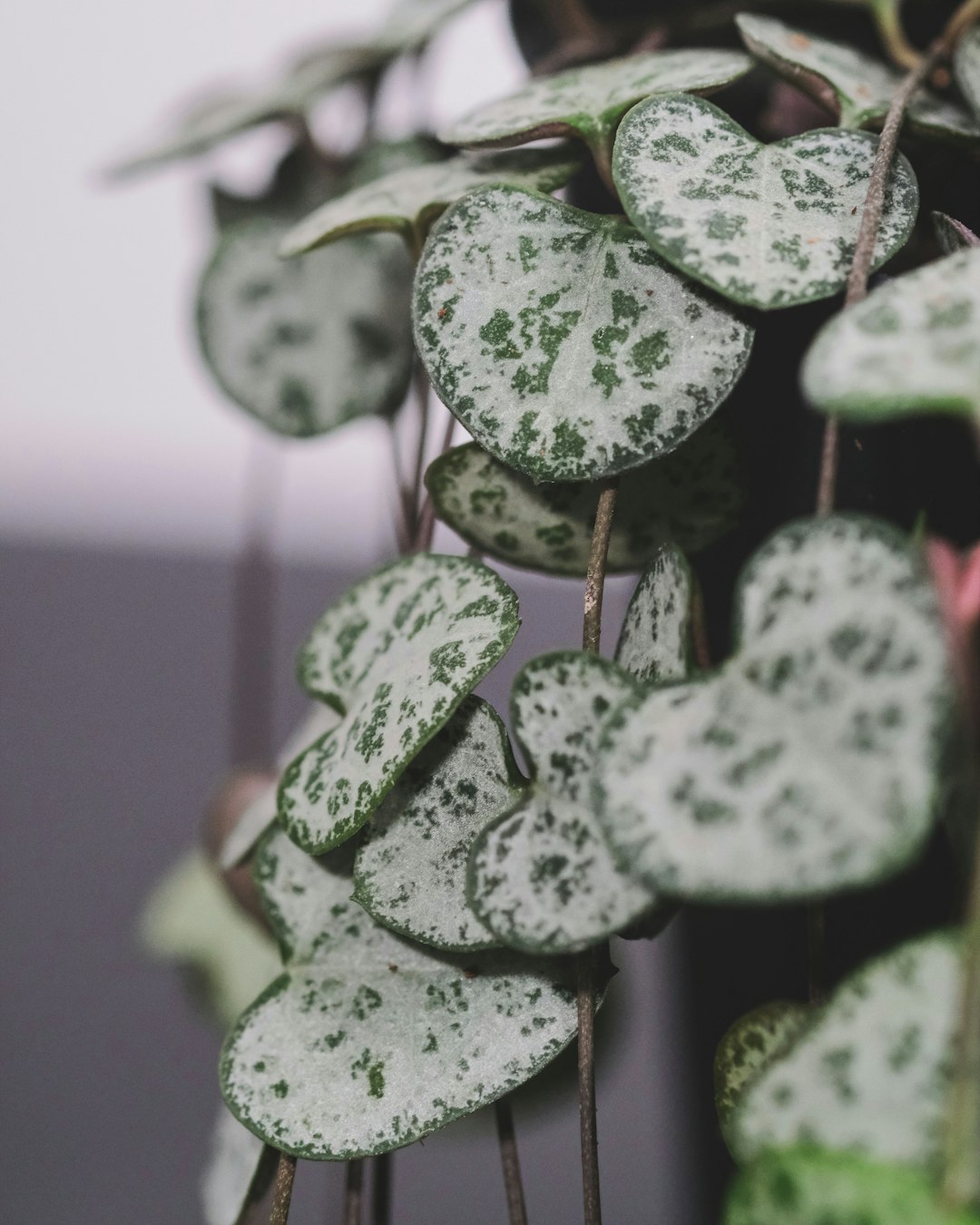 green and white plant in close up photography