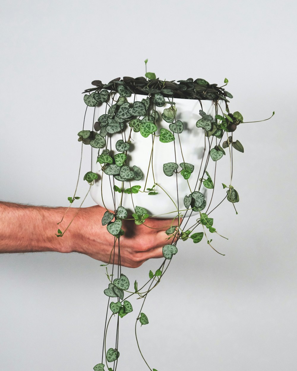 green plant on persons hand