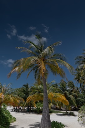 green palm tree under blue sky during daytime