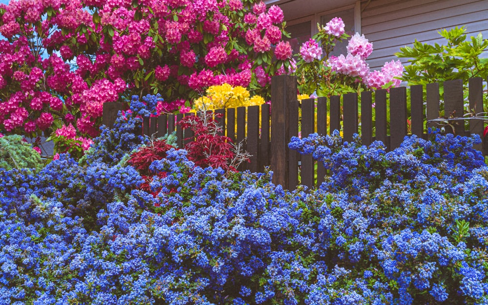 fleurs violettes et roses sur le champ d’herbe verte