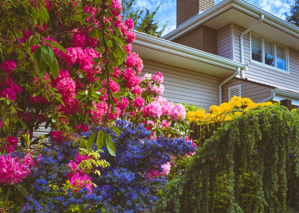 pink and yellow flowers near green trees during daytime