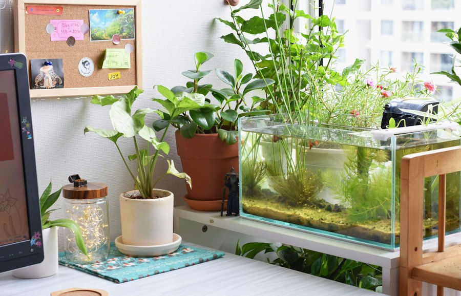 Bộ Hồ Nano 30cm Căn Hộ Nhỏ