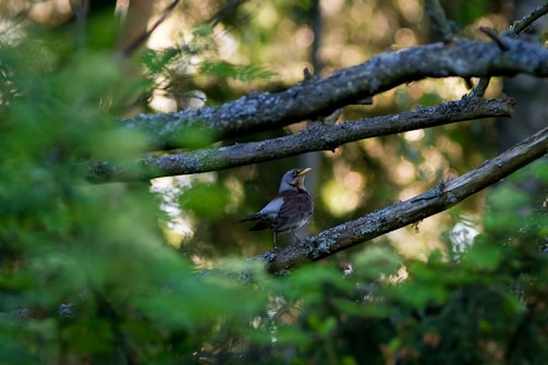 Birds perched on branches above, singing softly in the dappled forest light.