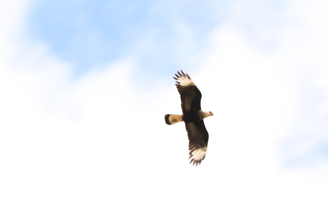 black and white bird flying under white clouds during daytime