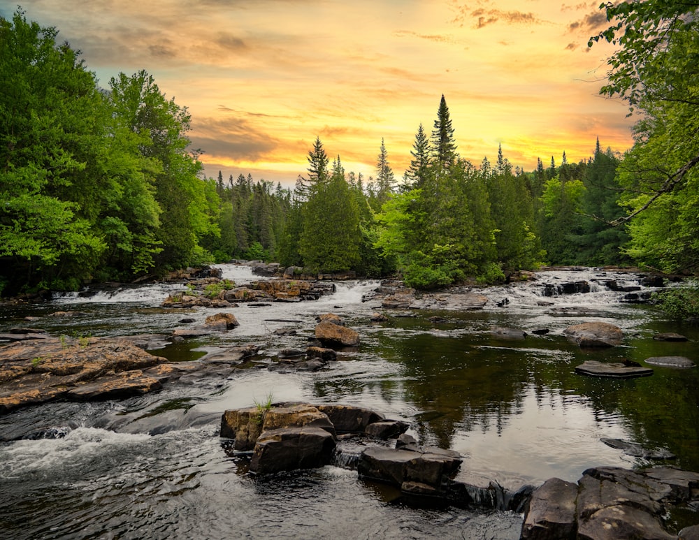 green pine trees beside river during daytime