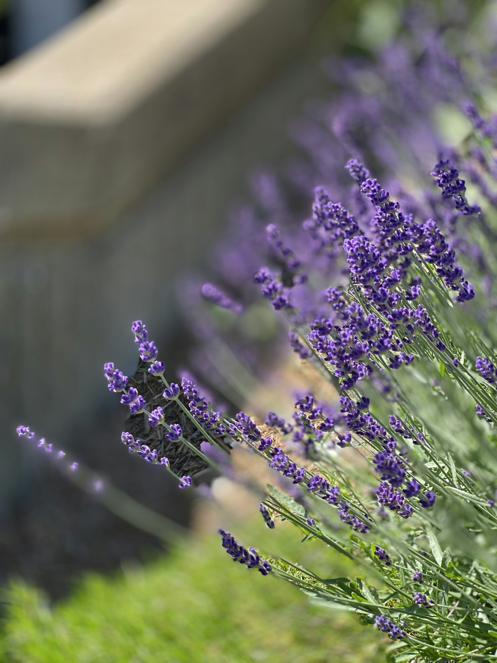 purple flower in close up photography