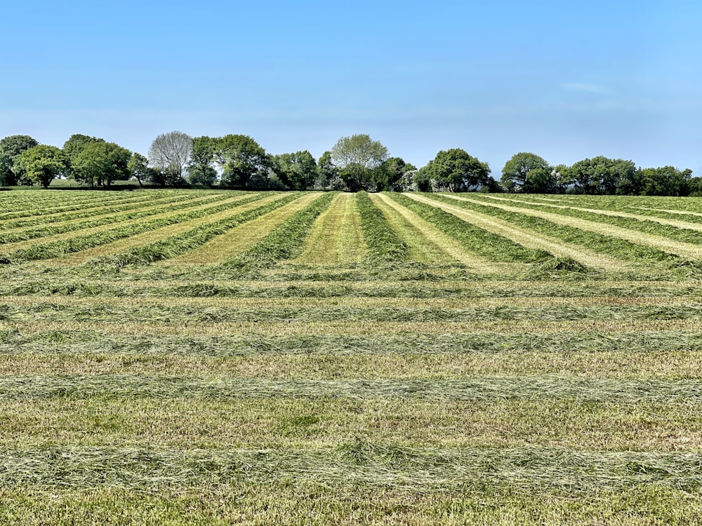 green grass field under blue sky during daytime