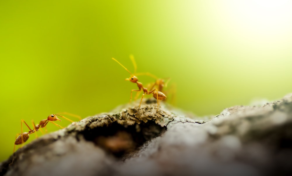 brown ant on brown wood