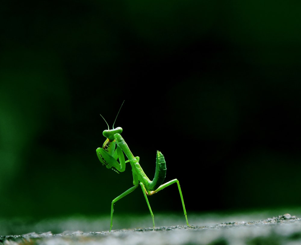 green praying mantis in close up photography